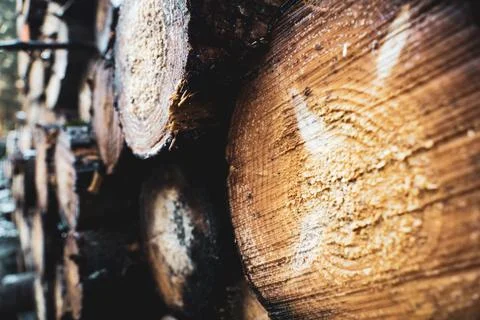 Stack of Logs Arranged Neatly Stock Photos