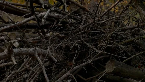 Stack of logs chopped trees. close up stock footage 스톡 동영상 81903464