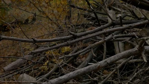Stack of logs chopped trees. close up stock footage 스톡 동영상 81903526