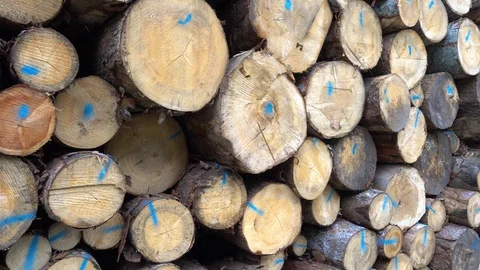 Stack of logs chopped trees Stockbeeldmateriaal 94355117