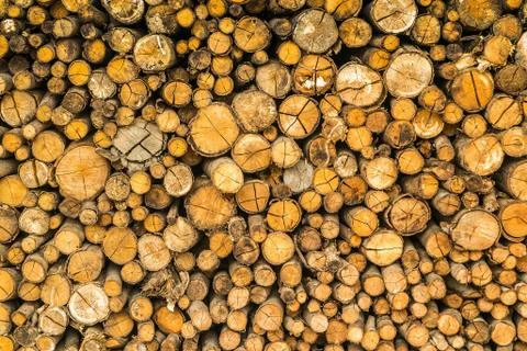 Stack of logs chopped trees Stock Photos