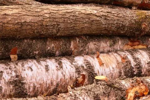 Stack of logs close-up birch pine parallel trunk uneven hard background rusti Stock Photos