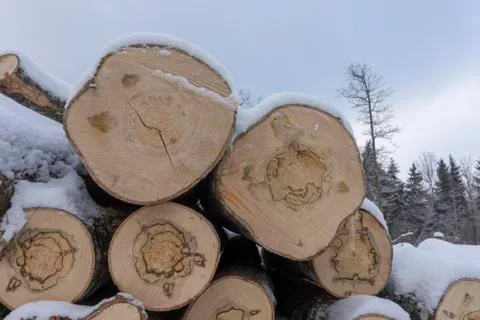 Stack of logs covered in a layer of fresh snow Stock Photos
