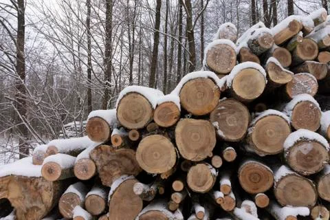 Stack of logs covered in a layer of fresh snow Stock Photos