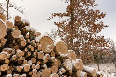 Stack of logs covered in a layer of fresh snow Foto stock