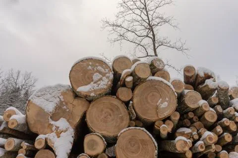 Stack of logs covered in a layer of fresh snow Foto stock