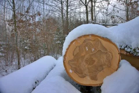 Stack of logs covered in a layer of fresh snow Stock Photos