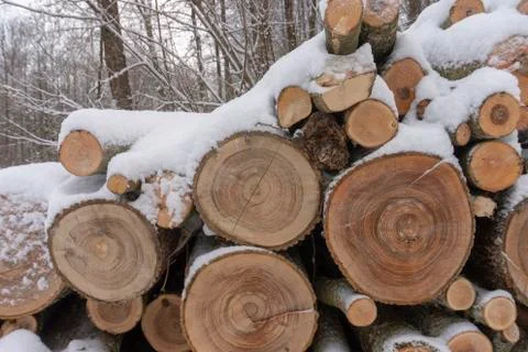 Stack of logs covered in a layer of fresh snow Stock Photos