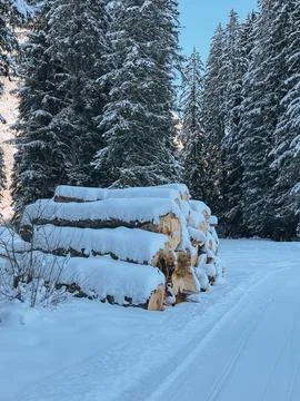 Stack of logs covered with snow in a winter forest Stock Photos
