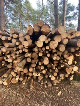 A stack of logs cut down to be used in the lumber industry Stock Photos