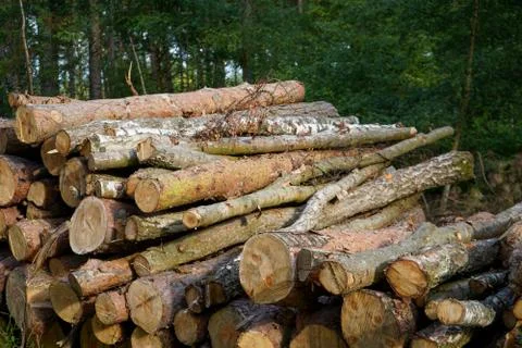 Stack of logs in a forest 库存照片