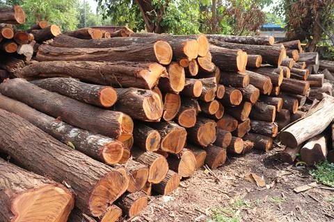 Stack Of Logs In Forest | Stack background Stock Photos