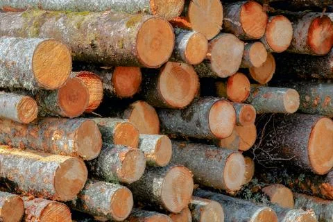 Stack of Logs in Forestry Industry Wood Yard Stock Photos