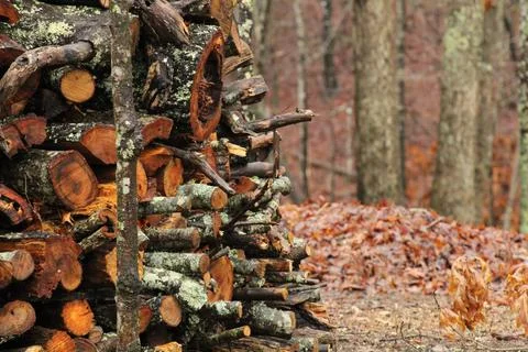 Stack of Logs outside in Trees Stock Photos