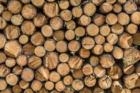 Stack of logs Foto stock