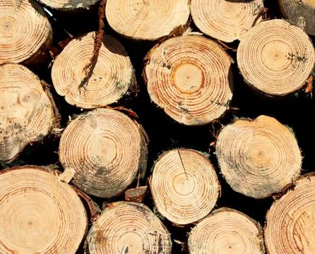 Stack logs Foto stock