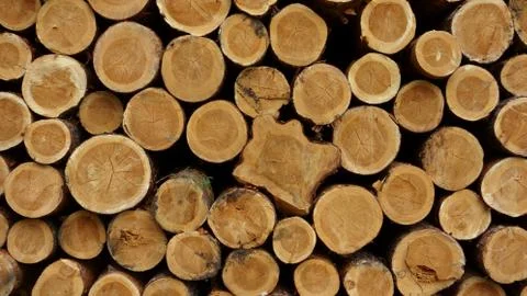 Stack of logs Stock Photos