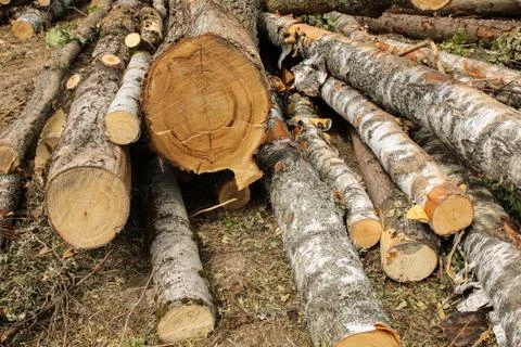 Stack of long birch trunks sawmill stacked on the ground Foto stock