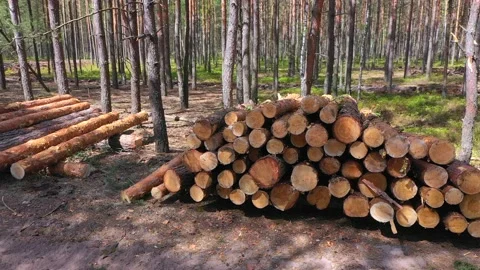 A stack of long pine logs on a clearing against the backdrop of a forest. Stock-Footage 202294917