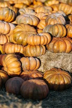 Stack lot of Autumn scenic pumpkins at outdoor farmers market on display for 库存照片