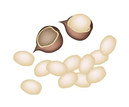 A Stack of Macadamia Nuts on White Background Stock Illustration