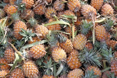 Stack of many ripe pineapple in the fruit market. Stock Photos