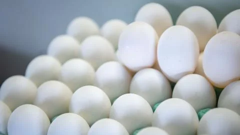 The stack of many white chicken eggs Stock Photos