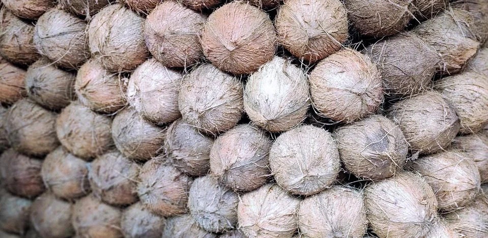 Stack of mature dehusked Coconuts kept in market for sale. top 3d view. Perfe 写真素材