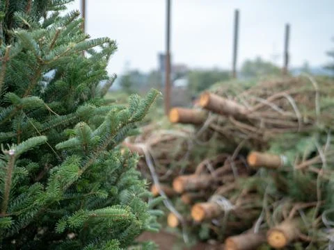 Stack of medium sized douglas fir Christmas trees cut down and sawed on a Stock Photos