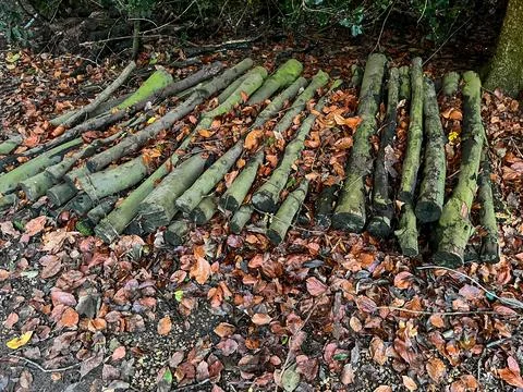 Stack of Mossy Logs with Autumn Leaves in an Outdoor Woodland Setting Stock Photos