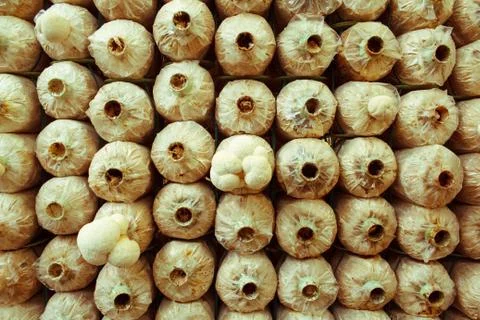 Stack of mushroom cubes in a close farm Stock Photos