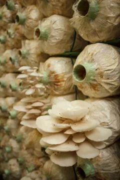 Stack of mushroom cubes in a close farm Stock Photos