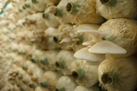 Stack of mushroom cubes in a close farm Foto stock