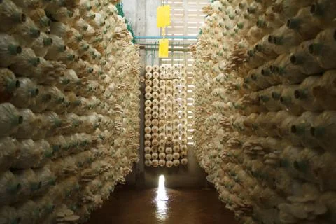Stack of mushroom cubes in a close farm Stock Photos