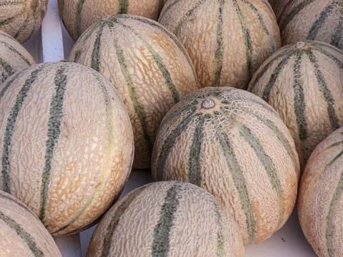 Stack of netted cantaloupe melons with green vertical stripes arranged clos.. Stock Photos