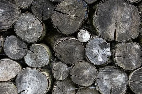 Stack of old cracked weathered apple tree logs covered with cobwebs Stockfoto's