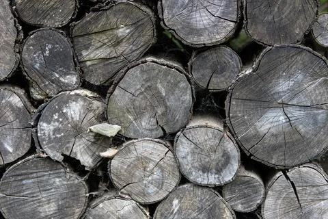 Stack of old cracked weathered apple tree logs covered with cobwebs Stock Photos