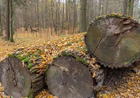 Stack of old declining oak tree logs Stock Photos