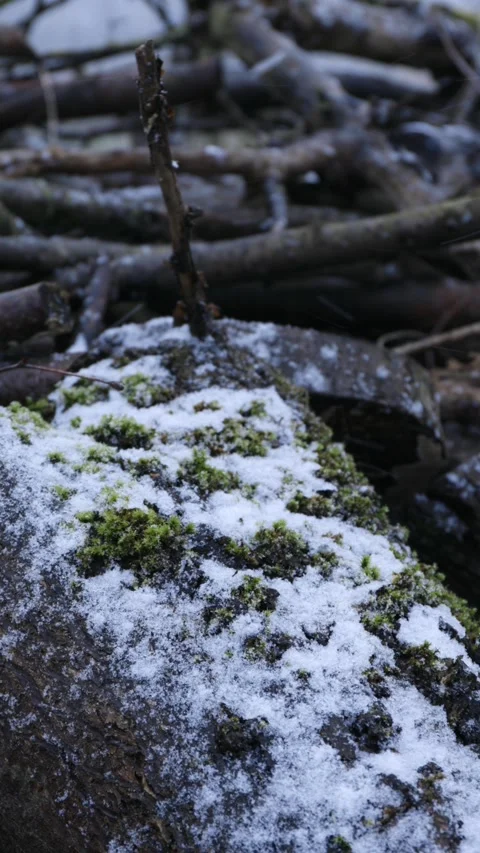 A stack of old, weathered firewood covered in green moss and snow at snowfall Stock Footage 325490501