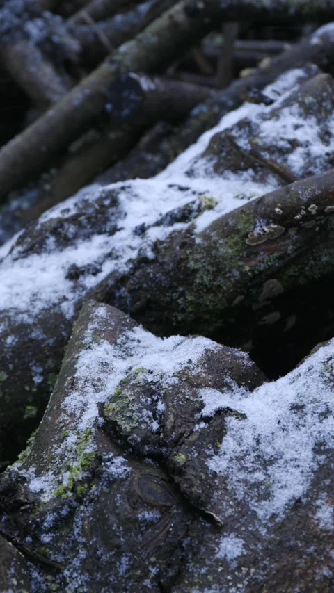 A stack of old, weathered firewood covered in green moss and snow at snowfall Stock Footage 325490673