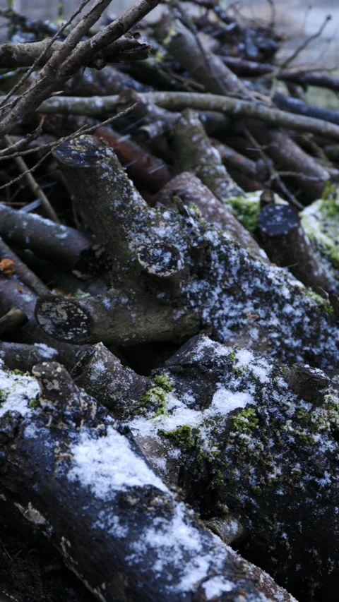 A stack of old, weathered firewood covered in green moss and snow at snowfall Stock Footage 325490836