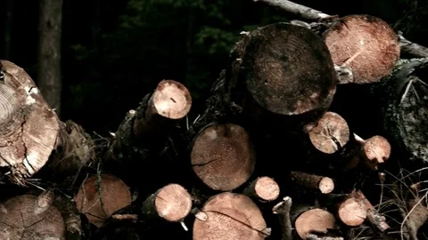Stack Of Old Wood Logs Stock Footage 76329203