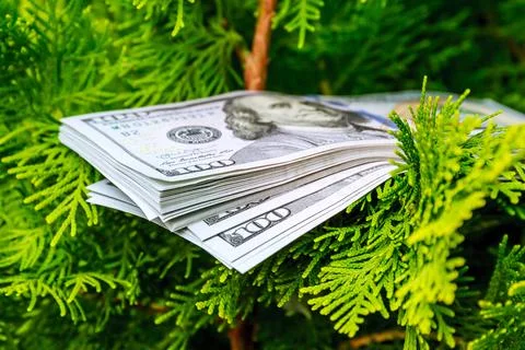 Stack of one hundred dollar bills on christmas tree. Stock Photos