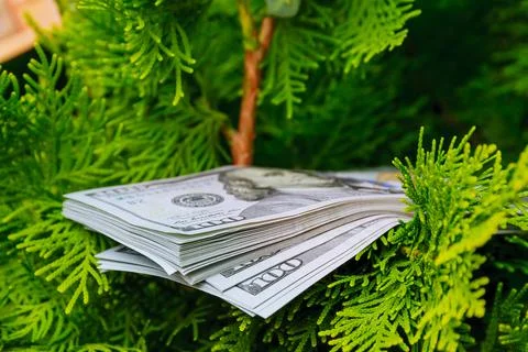 Stack of one hundred dollar bills on christmas tree. Stock Photos