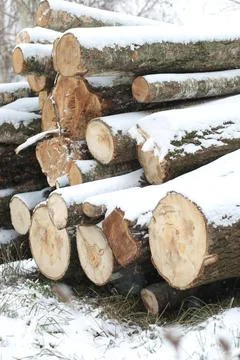 Stack or pile composed of blocks, pieces or logs of wood in winter or spring Fotos de archivo