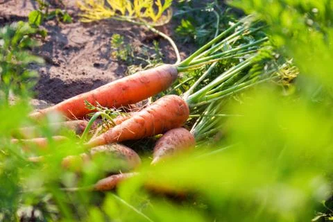 A stack of orange carrots lies on the ground Stock Photos