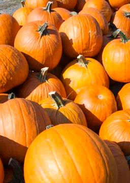 A stack of orange pumpkins in the autumn sunshine. Stock Photos