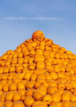 Stack of orange pumpkins on a pumpkin farm during Halloween 스톡 사진