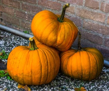 Stack of orange pumpkins, traditional halloween and autumn decorations, seaso Stock Photos