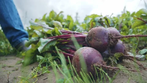 A stack of organic red ripe beetroots with leaves lying on the ground. The Stock Footage 139074843